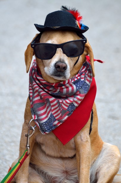 Dog with sunglasses and an American flag print bandana.
