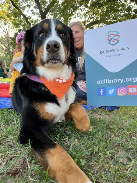Bernese Mountain Dog sitting next to a DC Public Library card poster 