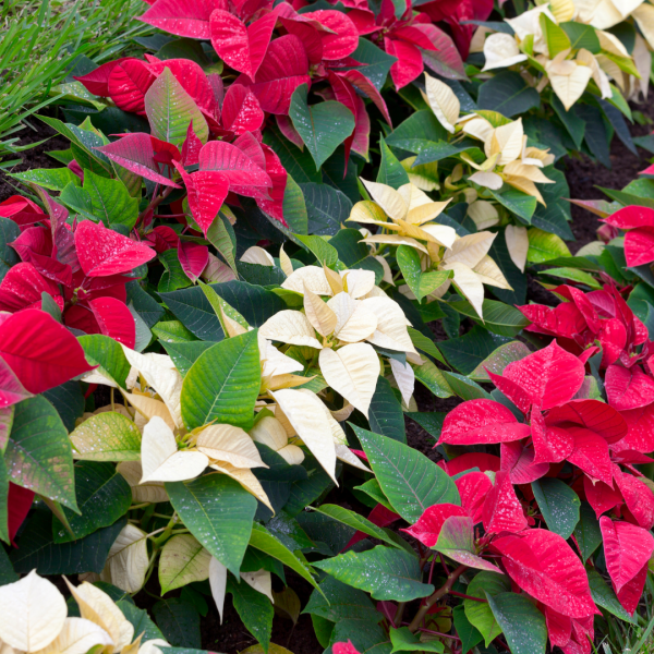 Red and white poinsettias