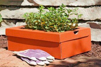 orange shoebox with flowers growing out of it