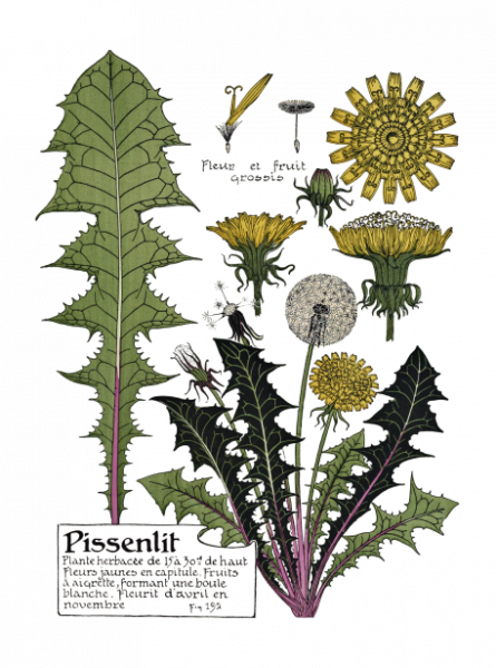 image of dandelion botanical art