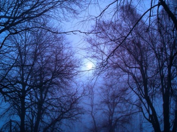 trees on a foggy moonlit night