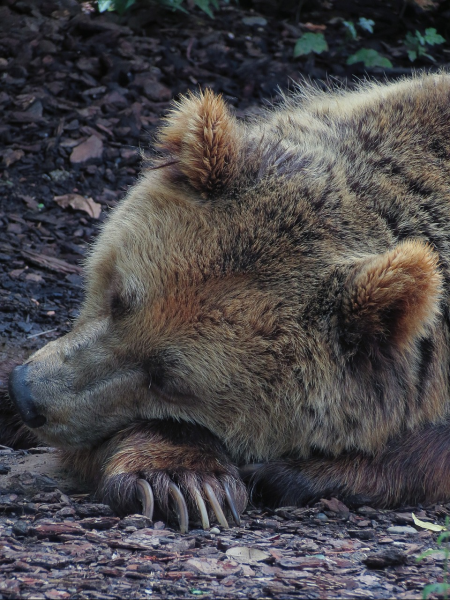 A brown bear lying its head on its paw to sleep on the ground